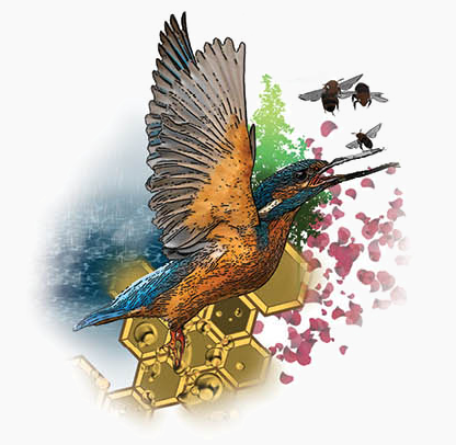 Kingfisher Project - Blarney Park Allotments and Community Gardens