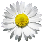Daisyhouse Housing Association
